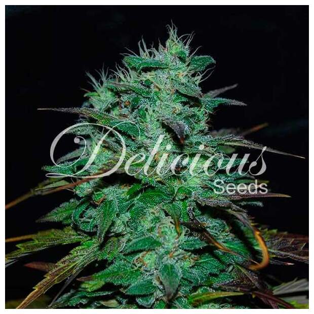 Delicious Seeds Chocobang