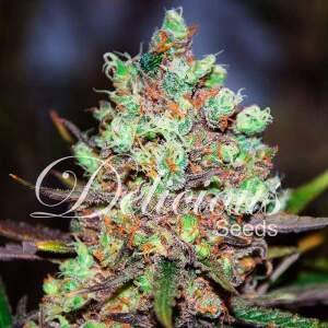 Delicious Seeds Cotton Candy Kush