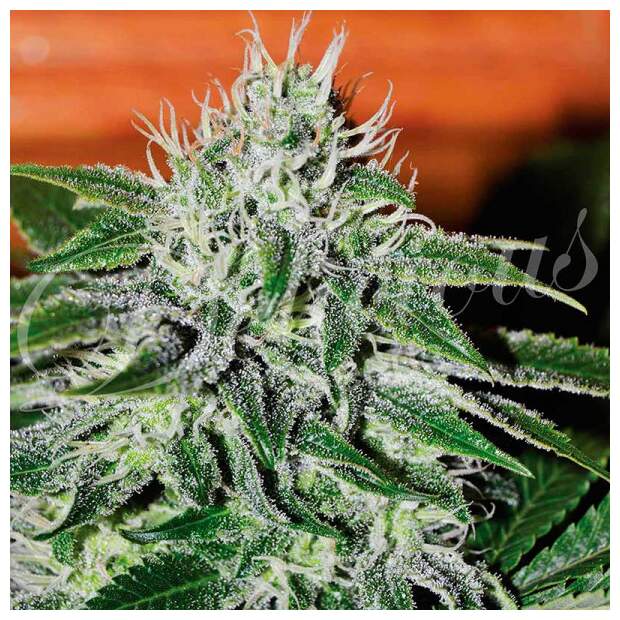 Delicious Seeds Critical Jack Herer