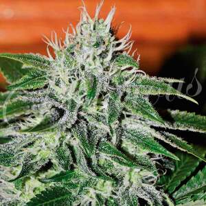 Delicious Seeds Critical Jack Herer