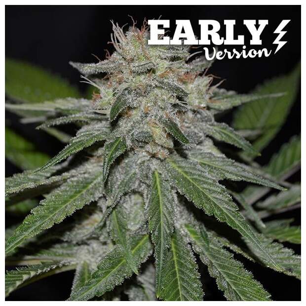 Delicious Seeds Critical Neville Haze Early Version