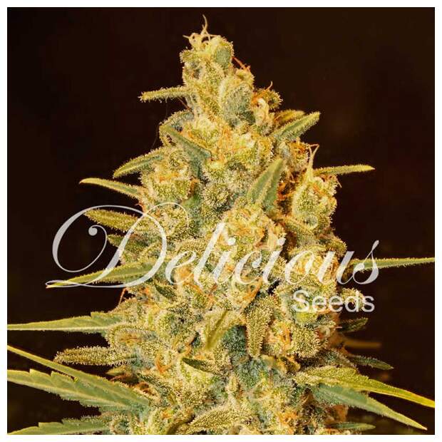 Delicious Seeds Critical Sensi Star