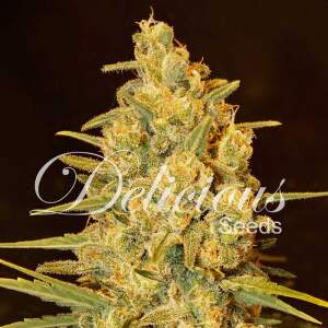Delicious Seeds Critical Sensi Star