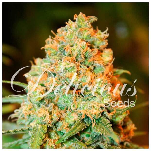 Delicious Seeds Critical Super Silver Haze