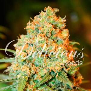 Delicious Seeds Critical Super Silver Haze