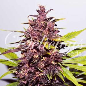 Delicious Seeds Auto Dark Purple