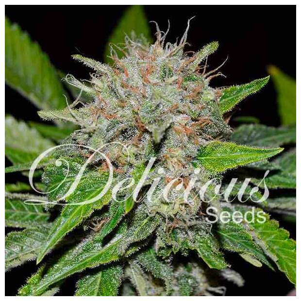 Delicious Seeds Deep Mandarine
