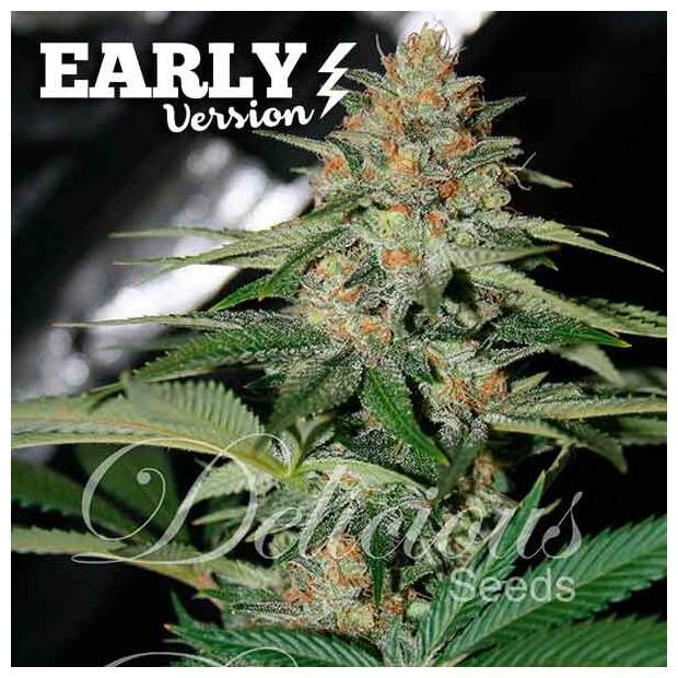 Delicious Seeds Delicious Candy Early Version