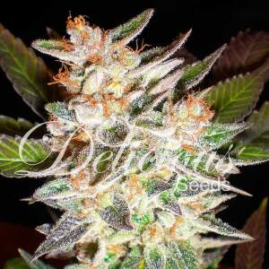 Delicious Seeds Delicious Candy Auto