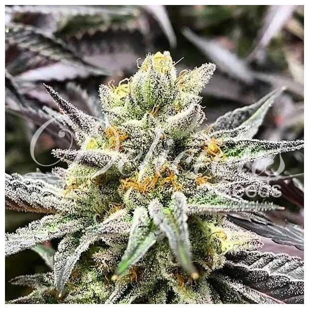 Delicious Seeds Delicious Cookies