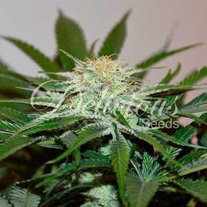 Delicious Seeds Descojack