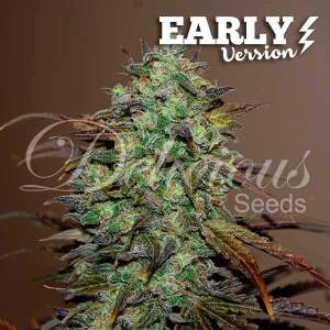 Delicious Seeds Eleven Roses Early Version