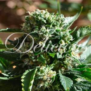 Delicious Seeds Il Diavolo Auto