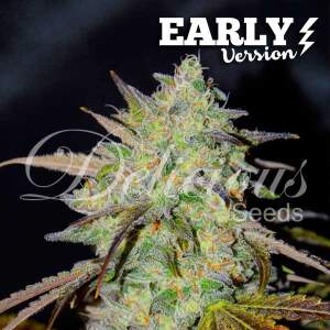 Delicious Seeds Marmalate Early Version