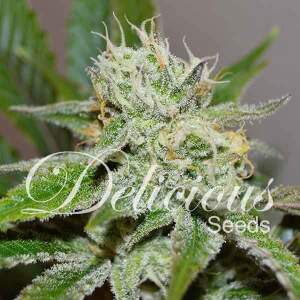 Delicious Seeds Original Juan Herer
