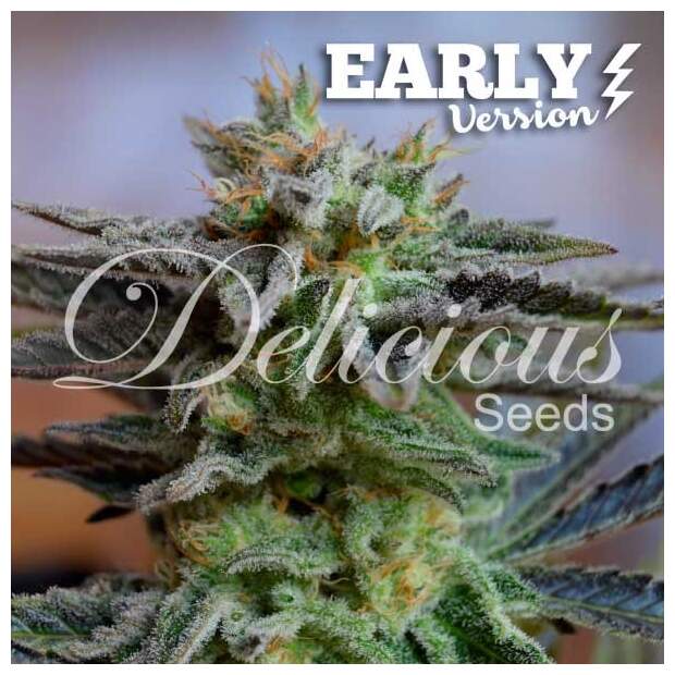 Delicious Seeds Sugar Black Rose Early Version