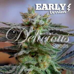 Delicious Seeds Sugar Black Rose Early Version