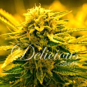 Delicious Seeds Sugar Black Rose Auto