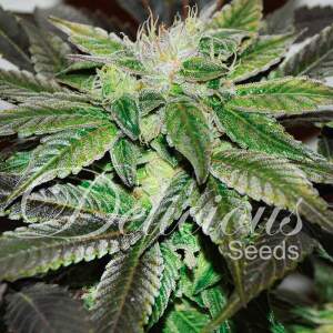 Delicious Seeds Sugar Candy