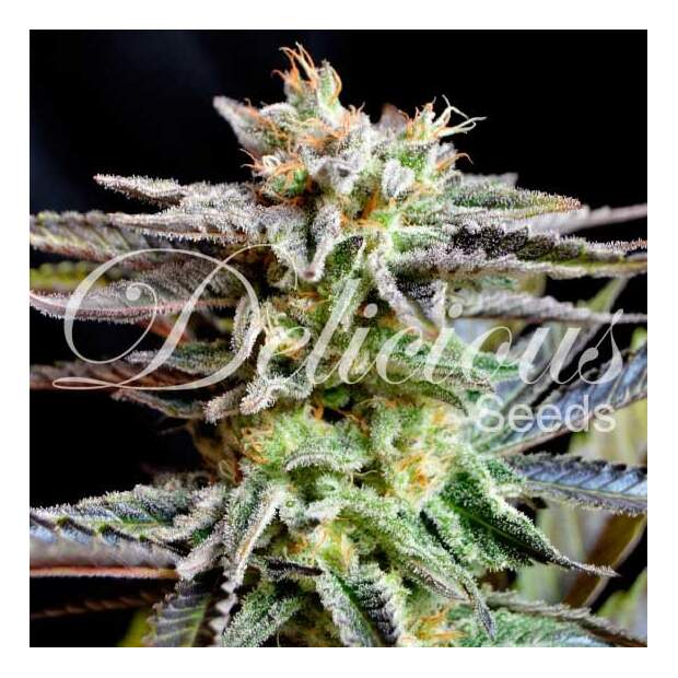 Delicious Seeds Unknown Kush