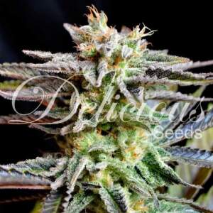 Delicious Seeds Unknown Kush