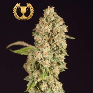 Devils Harvest Seeds OG ReekN