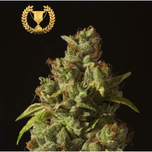 Devils Harvest Seeds Rollex OG Kush