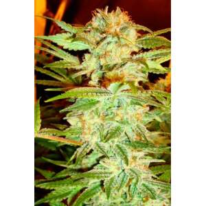 DNA Genetics Stacked Kush