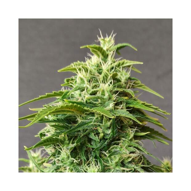 Doctors Choice Chronic Ryder Auto