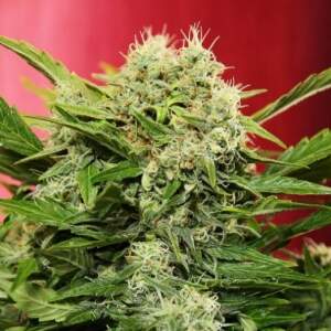 Doctors Choice Chronic Ryder Auto