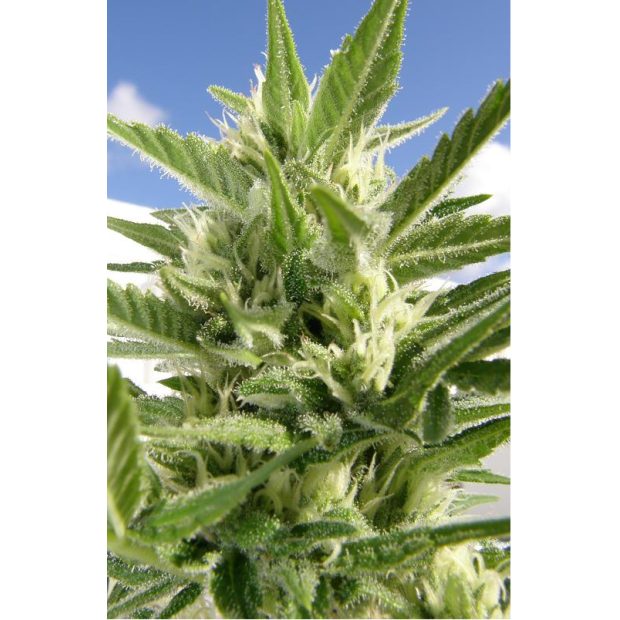 Dr. Underground Auto King Kong