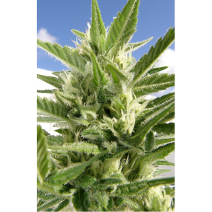 Dr. Underground Auto King Kong