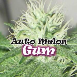 Dr. Underground Auto Melon Gum