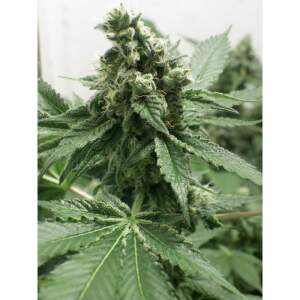 Dr. Underground Black Jesus OG
