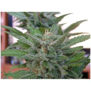 Dr. Underground Brooklyn Mango