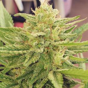 Dr. Underground Godzilla Glue #4