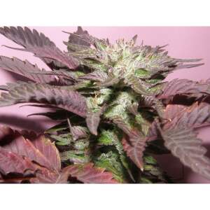 Dr Underground Melon Gum