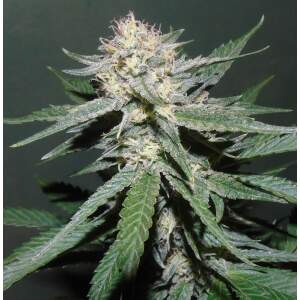 Dr. Underground Painkiller