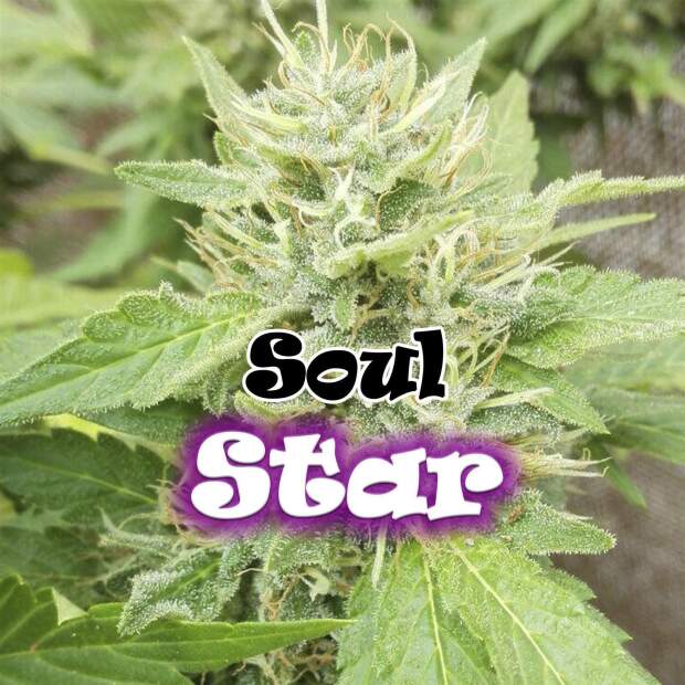 Dr Underground Soul Star
