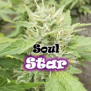 Dr. Underground Soul Star