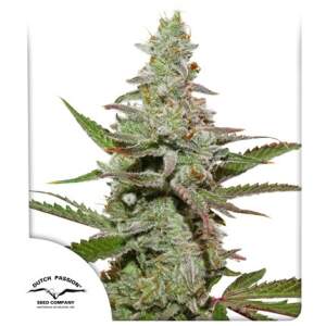 Dutch Passion Amsterdam Amnesia