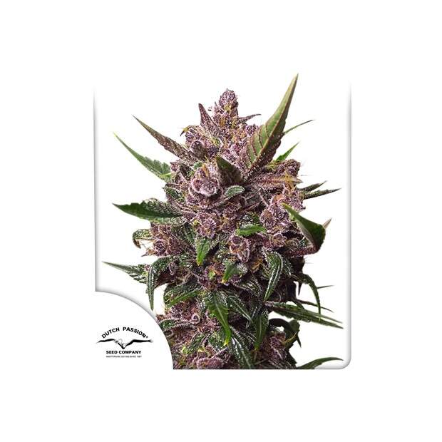 Dutch Passion Auto Blackberry Kush