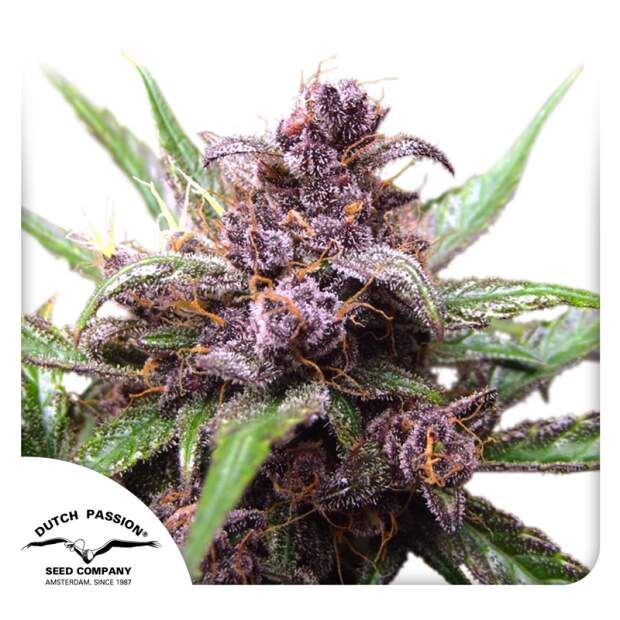 Dutch Passion Auto Blueberry