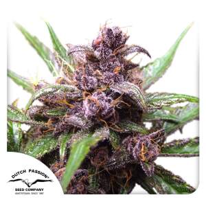 Dutch Passion Auto Blueberry