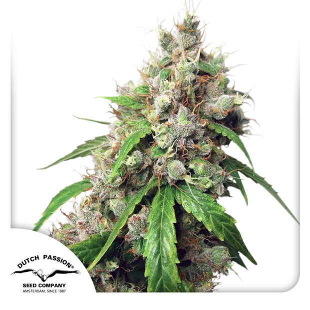 Dutch Passion Auto Euforia