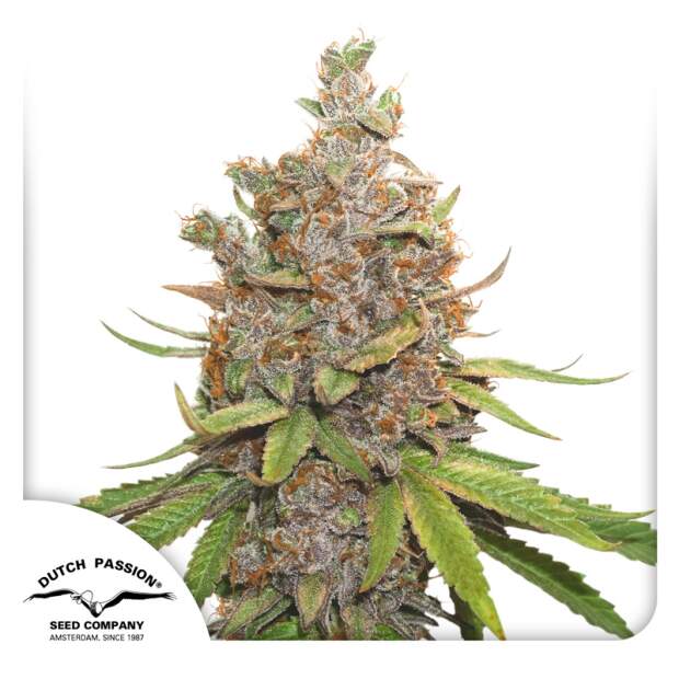 Dutch Passion Auto Glueberry O.G.