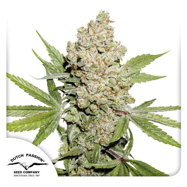 Dutch Passion Auto Lemon Kix