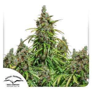 Dutch Passion Auto Mazar