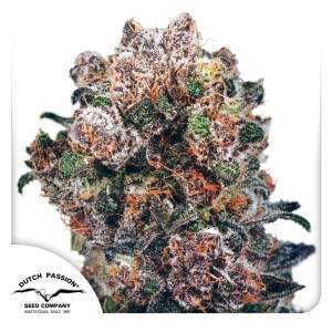 Dutch Passion Blueberry