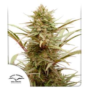 Dutch Passion CBD Compassion